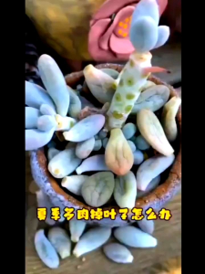 pupuk sukulen pupuk nutrisi sukulen DU XIA BAO 300ml