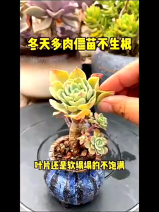 ROOT KING OF SUCCULENT: Pupuk Sukulen Khusus BAGELAOTOU 50ml