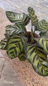 Calathea Makoyana Real Live plant 孔雀肖竹芋