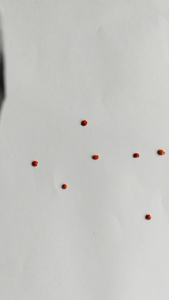 (250 biji) Benih terong ungu panjang ANILA - TUNAS AGRO