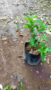 Bibit jambu air kancing merah | sudah berbunga