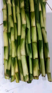 BAMBU HOKI PANJANG 40 CM ISI 10