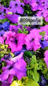 เมล็ดดอกพิทูเนียคละสี10แถม1