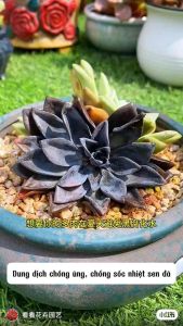 Keymado Thuốc xịt chống sốc nhiệt chống úng cháy lá sen đá