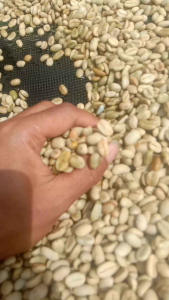 1000 biji benih kopi arabika ateng super unggul siap semai