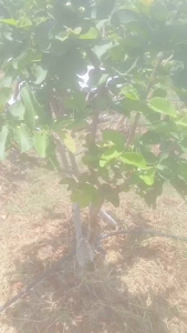 น้ำหมักผลสะเดา 1 ลิตร สารอะซาร์ไดเเร็คตินและจุลินทรีย์ BS ขจัดเพลี้ยและแมลงรวมทั้งเชื้อราแบบปลอดสารพิษ