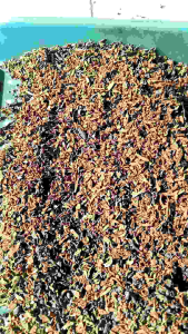 Rempah-rempah Manado Timbunan 5 Tahun 1 Kg Kering