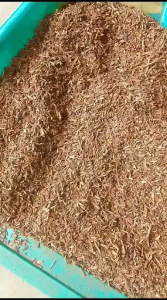 Gagang Cengkeh Peluru 1kg Kering: Panduan Lengkap