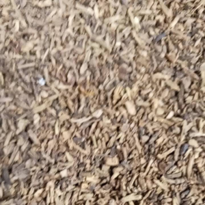 gagang peluru 1kg kering.