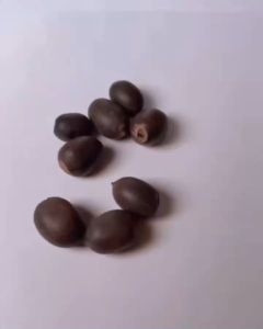 water lily plant seed lotus seeds Nymphaeaceae species