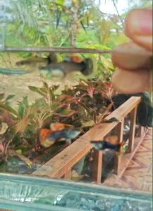 Guppy Red Ivory Shortbody 1 Pair