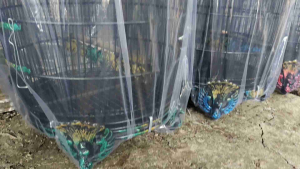 Sangkar Burung Mahkota Merak Fiber Abstrak & Kandang Perkutut Minimalis Modern