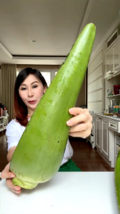 PELEPAH SEGAR DAUN LIDAH BUAYA UKURAN SUPER JUMBO ( Tanpa Pestisida )