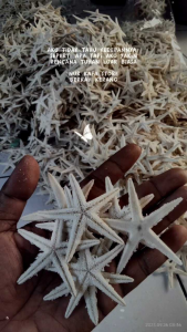 cangkang kerang bintang laut asli  10 pcs