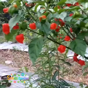 7 BUTIR BIJI/BENIH TANAMAN CABE CAROLINA REAPER PEPPER