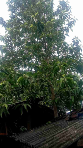 SW Bunga Kantil putih segar masih kuncup bunga cempaka bunga gading