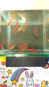 11 pair of all red and white seeds (Guppy)