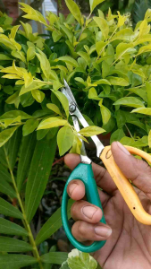 กรรไกรเขียวเหลือง กรรไกรบอนไซ กรรไกรตัดกิ่งไม้ โปร50%