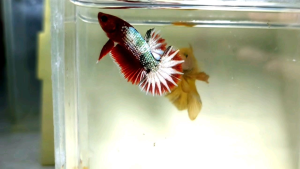 Startail Copper Fancy Halfmoon Plakat HMPK Betta Fish / Ikan Laga/ 斗鱼 (Not random fish）16