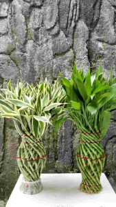 Bambu Hoki Model Guci: 40-45cm & Bambu Rejeki 20cm