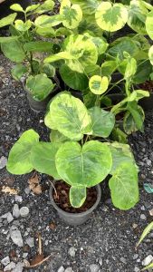 ต้นเล็บ เล็บครุฑทอง 6 นิ้ว 20-25 ตรวจสอบขนาด สูง สุดท้าย