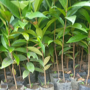 Bibit Tanaman Buah Jambu Dersono Atau Jambu Jamaika Satu Meteran Up