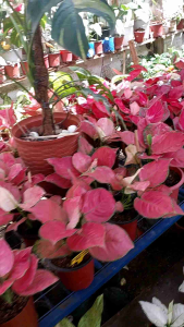 Aglaonema Suksom Jaipong with FREE Philodendron