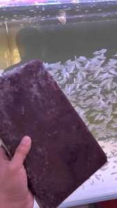 Tetra Costae Blackline Tail Tetra 黑尾大勾灯鱼