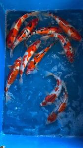 JAPAN KOI LOCAL BREED SUPER PREMIUM GRADE 15/16” ( strong body & strong red colour )  580 per koi only + shipping 50