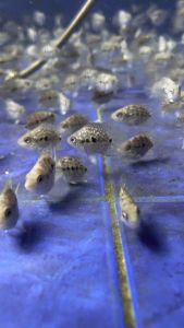 Short Body Texas Cichlid/ Livefish/ Freshwater/金钱豹