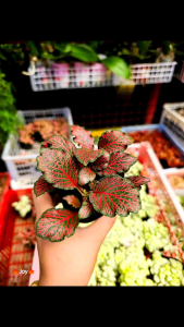 FITTONIA / NERVE PLANT INDOOR DECORATION