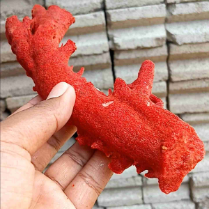 Bongkahan mentahan batu marjan merah natural bahan kerajinan cincin dll juga hiasan