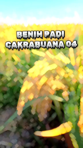 BENIH BIBIT PADI UNGGUL CAKRABUANA 04 SUPER BERKUALITAS KEMASAN 2KG