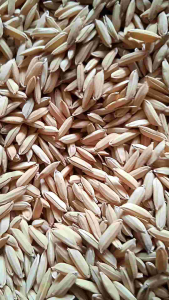 Benih padi padaherang 02 5kg ori