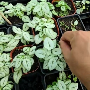 Môn thái lùn minimôn thái trắng trang trí tiểu cảnhdecor