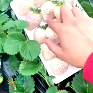 50 BUTIR BIJI/BENIH TANAMAN WHITE STRAWBERRY