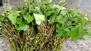 ยอดพันธุ์มันไทย 100 ยอด