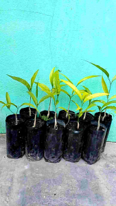 ผักหวานป่า ยอดสีทอง ชุด 10 ถุง