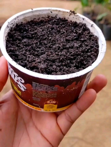 BENIH BINTANG ASIA SEMANGKA HIBRIDA GONZALES F1 ( KEMASAN PABRIK ) ISI -+ 25 BUTIR