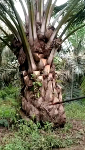 Dodos Sawit Super Tajam: Panduan Lengkap & Tips