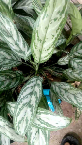 Tanaman Hias Sri Rejeki Silver Cantik