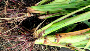 Bibit Stek Guatemala Super: Daun Panjang Empuk dan Renyah untuk Ternak Sapi, Kambing, dan Domba