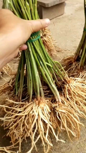 เหง้าหน้อไม้ฝรั่งพันธุ์บร็อคอิมพรูฟอายุ 7-8 เดือน  10 ต้น ราคา150บาท