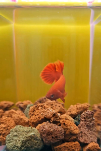 SUPER RED BETTA / RANDOM PICK /IKAN LAGA