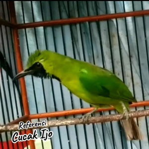 Suplemen Alami Burung Cucak Ijo. Burung Cucak Ijo Menjadi Cepat Gacor & Rajin Berbunyi.