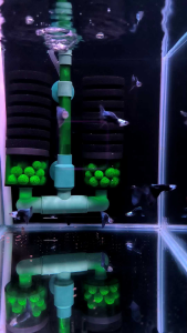 Silverado HB Blue Guppy 1Pair Free Apple Snails