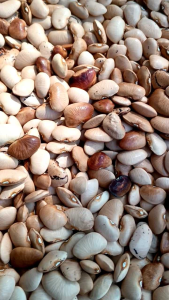 Bibit Kacang Roay / kacang kratok / Tunggak per 200gram