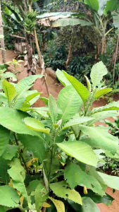 Daun Sembung segar Herbal – Blumea Balsamifera | Obat Tradisional Masuk Angin & Perut Kembung per 5 lembar