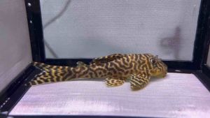 Pleco L333 /Pleco/Tropical Fish /Freshwater 帝王迷宫异型/异型/活鱼/异型鱼 (Sin Quan Aquaculture Enterprise)