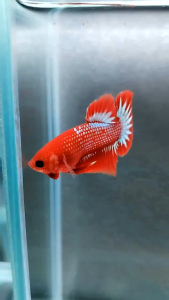 FCCP STARTAIL VIETNAM BETTA / RANDOM PICK